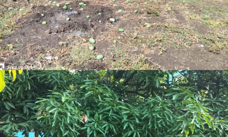 नायगाव तालुक्यात शनिवारी रात्री वादळी वाऱ्या सह पाऊस,फळ बागा सह उन्हाळी पिकाचे प्रचंड नुकसान नायगाव तालुक्यात शनिवारी रात्री वादळी वाऱ्या सह पाऊस,फळ बागा सह उन्हाळी पिकाचे प्रचंड नुकसान