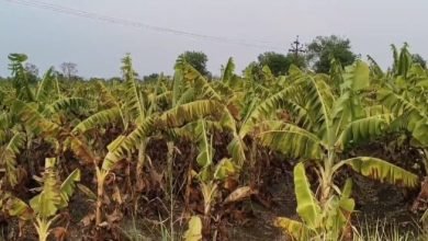 पाणी पातळी घटल्याने 2 एकर वरील केळी बाग उभी वाळली