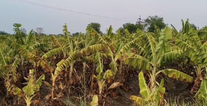 पाणी पातळी घटल्याने 2 एकर वरील केळी बाग उभी वाळली पाणी पातळी घटल्याने 2 एकर वरील केळी बाग उभी वाळली