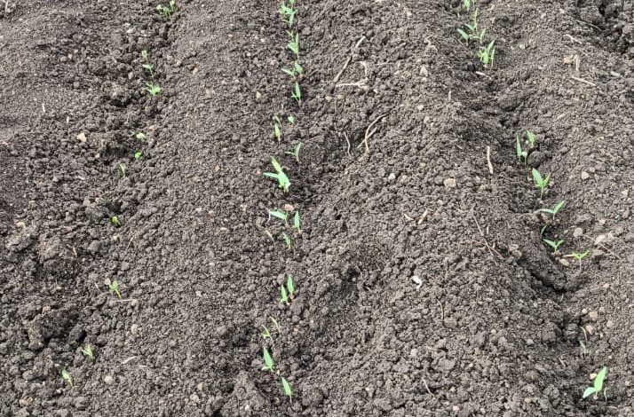 कुंटूर परिसरात 80 टक्के पेरण्या पूर्ण पावसाने दिले उघड कुठे पीक उमगलं तर कुठे पेरणी सुरू पावसाचा नाही पत्ता. कुंटूर परिसरात 80 टक्के पेरण्या पूर्ण पावसाने दिले उघड कुठे पीक उमगलं तर कुठे पेरणी सुरू पावसाचा नाही पत्ता.