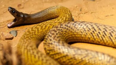 विषारी सर्पदंशाने घेतला तरुणाचा बळी — कोपरा गावात शोककळा.