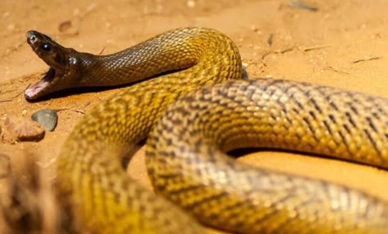 विषारी सर्पदंशाने घेतला तरुणाचा बळी — कोपरा गावात शोककळा. विषारी सर्पदंशाने घेतला तरुणाचा बळी — कोपरा गावात शोककळा.