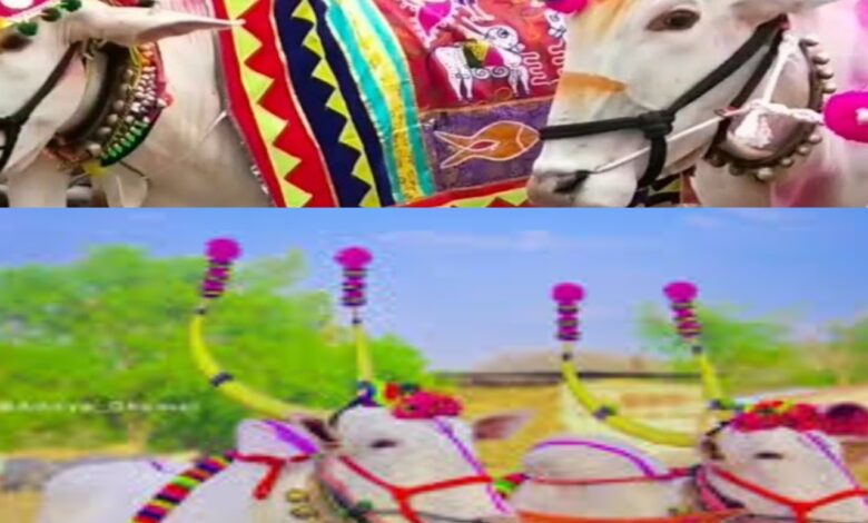 पोळा सणा निमित्य माहूर येथे बैलजोडी सजावट स्पर्धा ; बळीराजा सन्मान सोहळायचे आयोजन. पोळा सणा निमित्य माहूर येथे बैलजोडी सजावट स्पर्धा ; बळीराजा सन्मान सोहळायचे आयोजन.