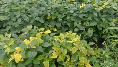 नायगाव तालुक्यात सोयाबीन पिकावर पिवळ्या मोझॅक विषाणूचा प्रादुर्भाव : नायगाव तालुक्यातील शेतकरी चिंतेत.