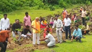 हरित महाराष्ट्र समृद्ध महाराष्ट्र अंतर्गत चार हजार वृक्षांची लागवड  ; नगराध्यक्ष फिरोजदोसानी यांचा शासनाच्या आवाहनास प्रतिसाद.