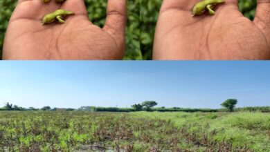 माहूर तालुक्यात पावसाळ्यात सतत तीन महापुराने शेती चे  खरीप पिकांचे हे १०० % नुकसान.