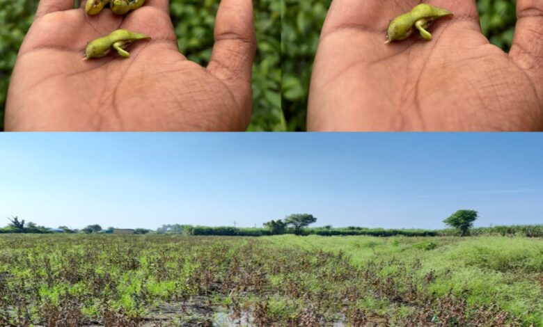 рдорд╛рд╣реВрд░ рддрд╛рд▓реБрдХреНрдпрд╛рдд рдкрд╛рд╡рд╕рд╛рд│реНрдпрд╛рдд рд╕рддрдд рддреАрди рдорд╣рд╛рдкреБрд░рд╛рдиреЗ рд╢реЗрддреА рдЪреЗ┬а рдЦрд░реАрдк рдкрд┐рдХрд╛рдВрдЪреЗ рд╣реЗ резрежреж % рдиреБрдХрд╕рд╛рди. рдорд╛рд╣реВрд░ рддрд╛рд▓реБрдХреНрдпрд╛рдд рдкрд╛рд╡рд╕рд╛рд│реНрдпрд╛рдд рд╕рддрдд рддреАрди рдорд╣рд╛рдкреБрд░рд╛рдиреЗ рд╢реЗрддреА рдЪреЗ┬а рдЦрд░реАрдк рдкрд┐рдХрд╛рдВрдЪреЗ рд╣реЗ резрежреж % рдиреБрдХрд╕рд╛рди.