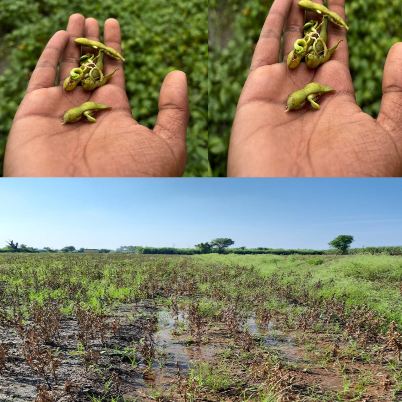 माहूर तालुक्यात पावसाळ्यात सतत तीन महापुराने शेती चे  खरीप पिकांचे हे १०० % नुकसान.