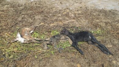 अतिवृष्टीचा नायगाव तालुक्यात पुन्हा तडाखा ; चारही मंडळांत मुसळधार पाऊस.