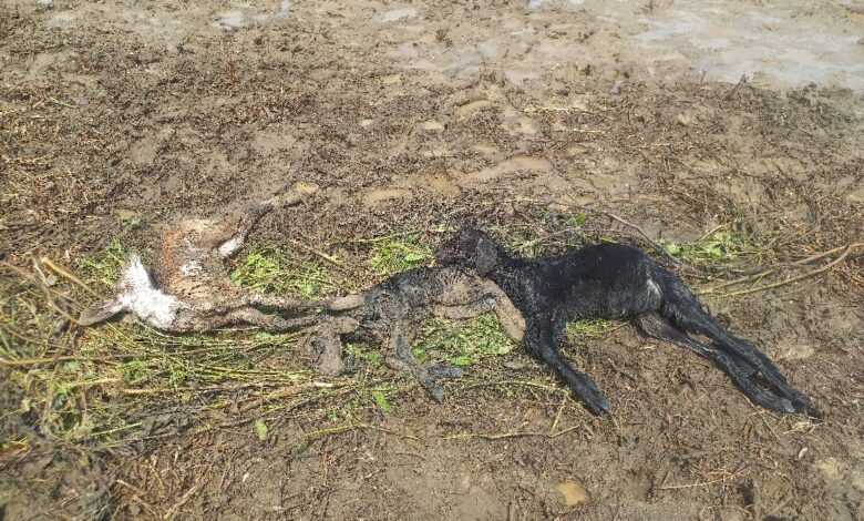 अतिवृष्टीचा नायगाव तालुक्यात पुन्हा तडाखा ; चारही मंडळांत मुसळधार पाऊस. अतिवृष्टीचा नायगाव तालुक्यात पुन्हा तडाखा ; चारही मंडळांत मुसळधार पाऊस.