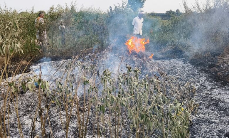 कोपरा येथे पुन्हा एकदा सोयाबीनच्या गंजीला आग – शेतकऱ्यांमध्ये भीतीचे वातावरण!. कोपरा येथे पुन्हा एकदा सोयाबीनच्या गंजीला आग – शेतकऱ्यांमध्ये भीतीचे वातावरण!.