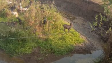 पुलाच्या बाजूला भराव न टाकल्याने शेती खरंडून गेली  ; भाजपा शहर उपाध्यक्ष निलेश जयस्वाल यांची तक्रार