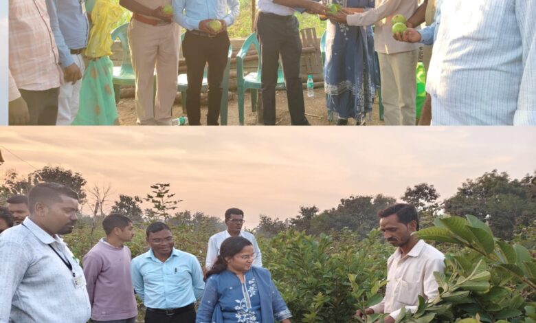 अरविंद सूर्यवंशी यांच्या पेरू बागेला अप्पर जिल्हाधिकारी डॉ.रत्नदीप गायकवाड यांची भेट!. अरविंद सूर्यवंशी यांच्या पेरू बागेला अप्पर जिल्हाधिकारी डॉ.रत्नदीप गायकवाड यांची भेट!.