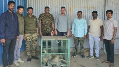 अखेर तो उपद्रवी वानर जेरबंद ; माहूर पुसदच्या रेस्क्यू टीमने टाकळी येथून वानरास केले जेरबंद.