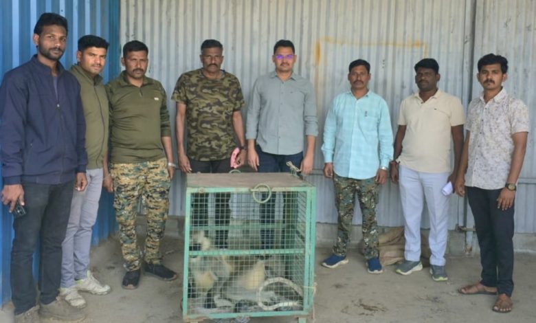 अखेर तो उपद्रवी वानर जेरबंद ; माहूर पुसदच्या रेस्क्यू टीमने टाकळी येथून वानरास केले जेरबंद. अखेर तो उपद्रवी वानर जेरबंद ; माहूर पुसदच्या रेस्क्यू टीमने टाकळी येथून वानरास केले जेरबंद.