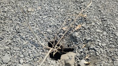 नायगाव–ते कुंटूर, उमरी रस्त्याचे काम अत्यंत निकृष्ट दर्जाचे होत असल्याचे हे प्रत्यक्ष दर्शनी फोटोमध्ये दिसत आहे.